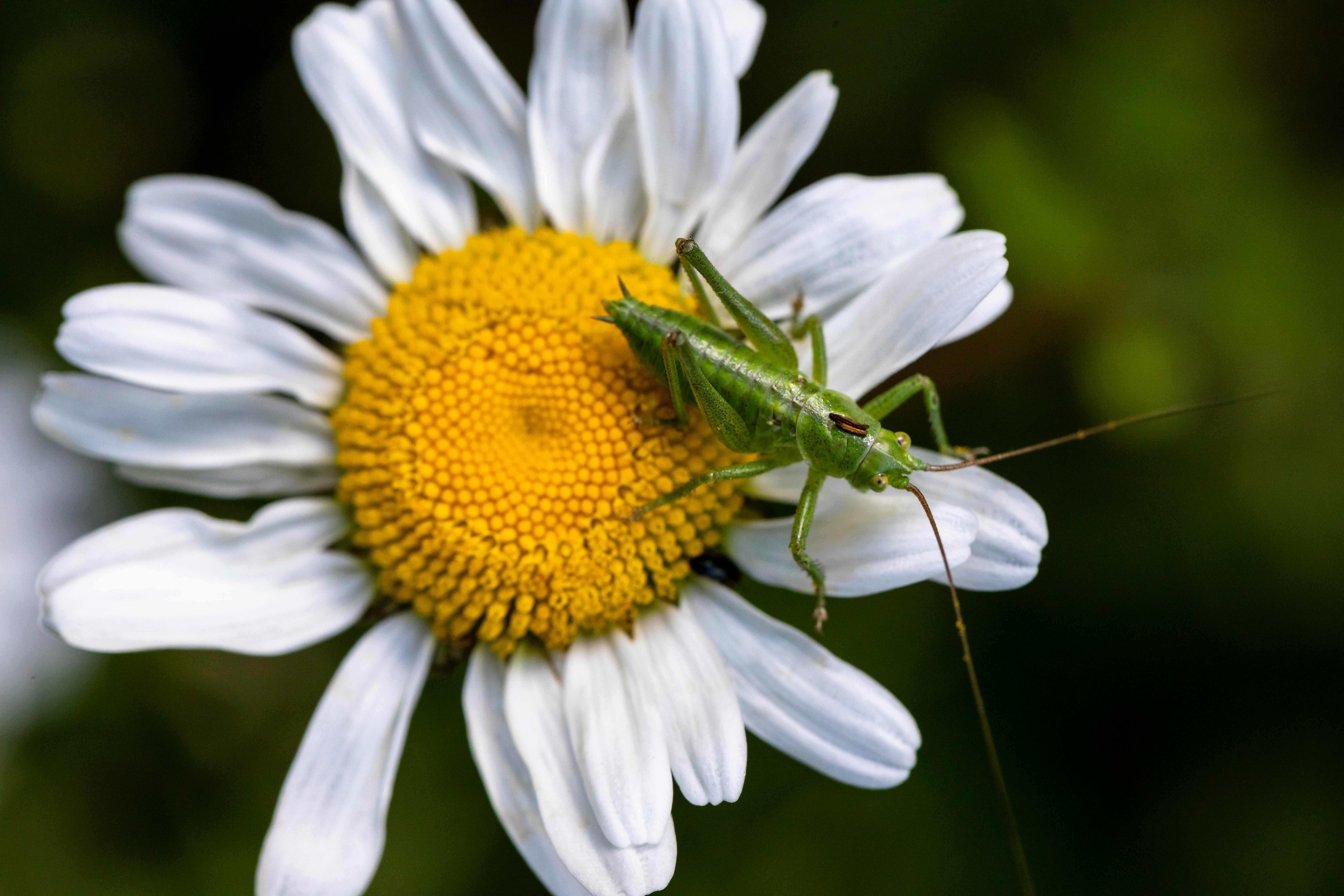 green grasshopper on white daisy flower